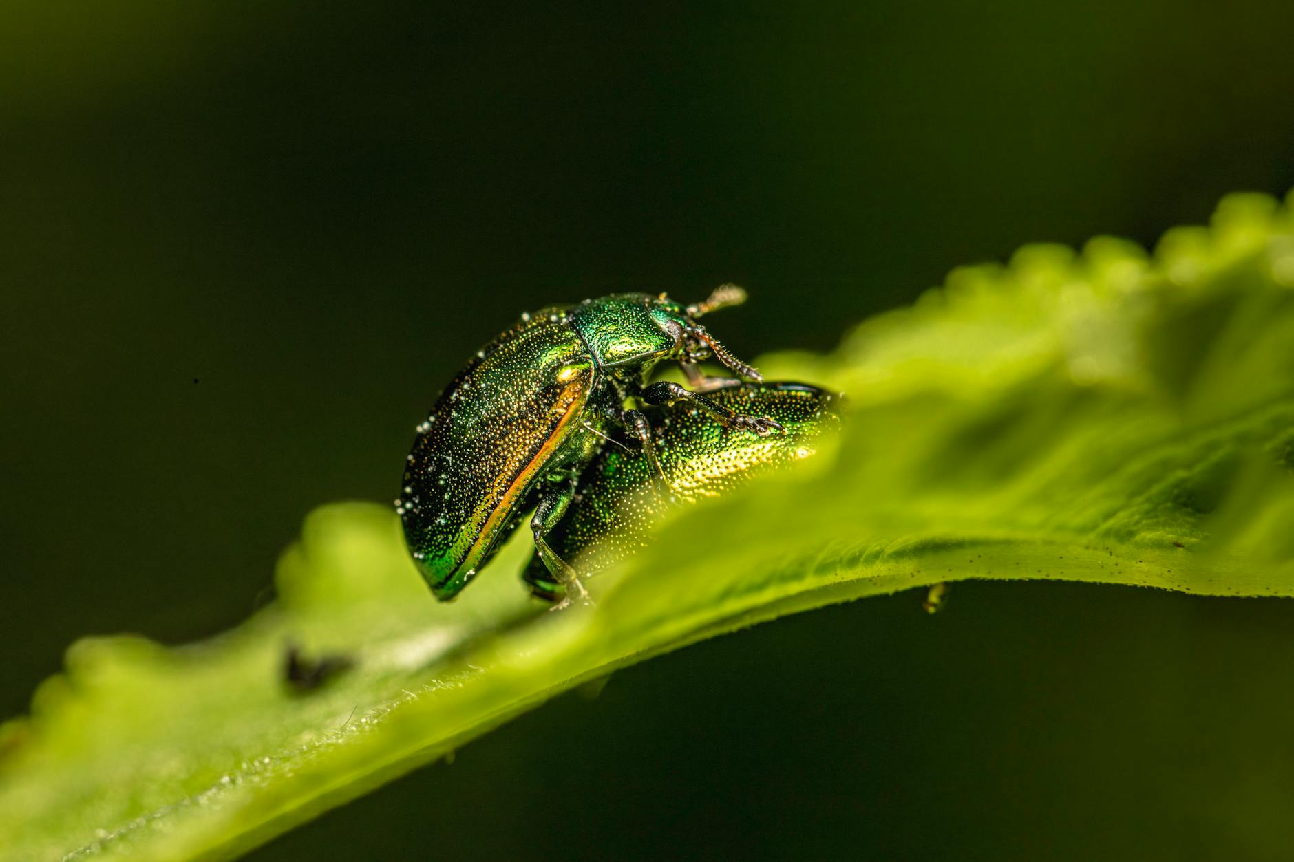 Pest Encounters Restaurant Kitchen