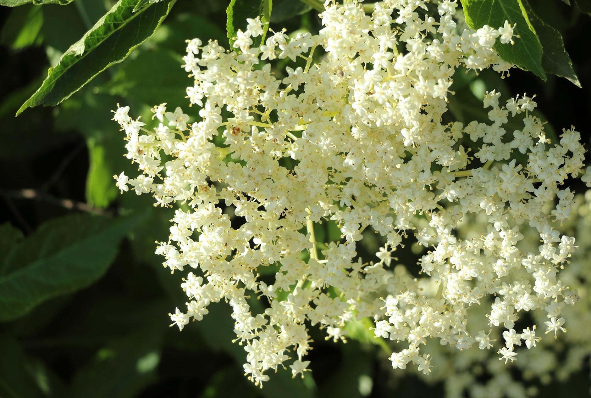 Elderflower Cordials