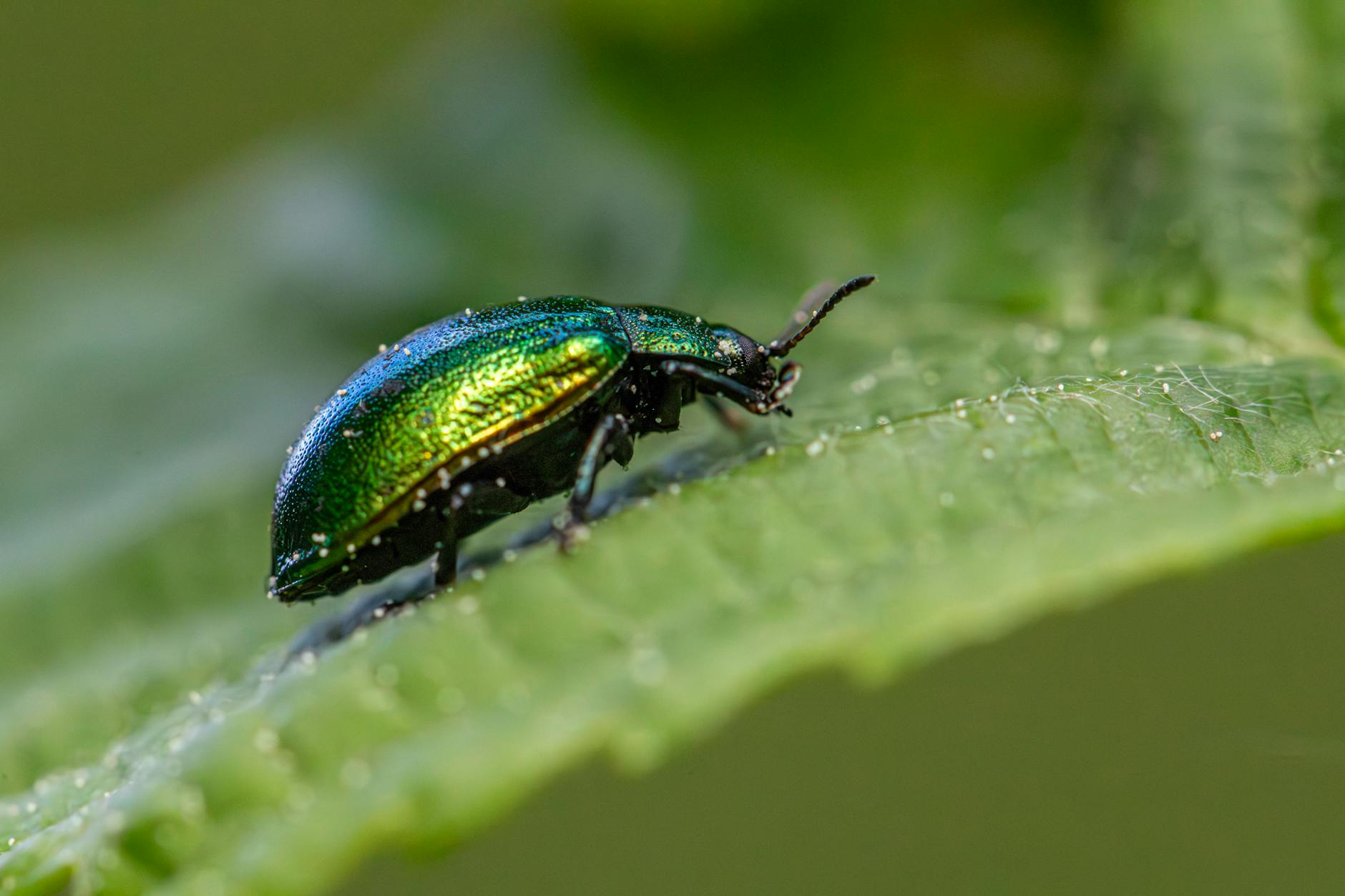 Insect Management Picnic