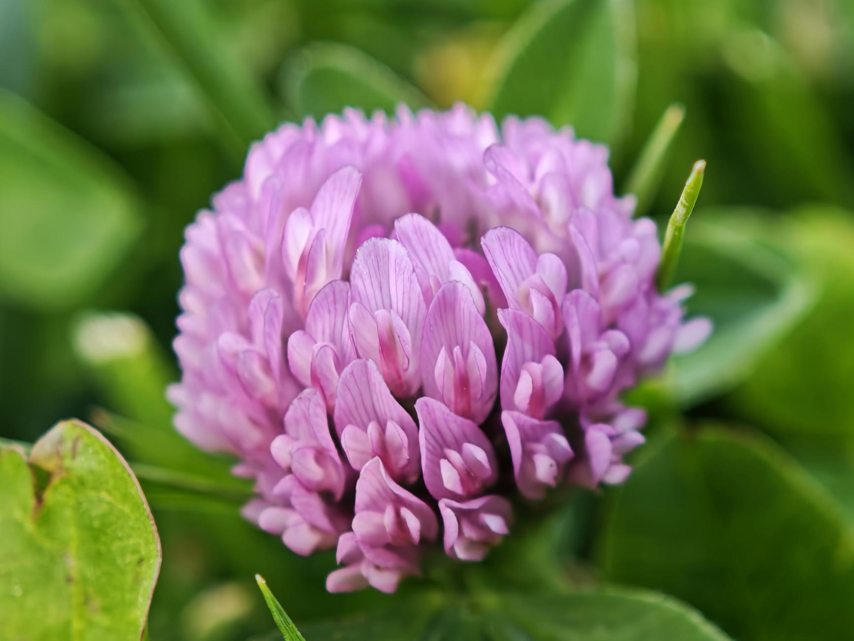  red clover