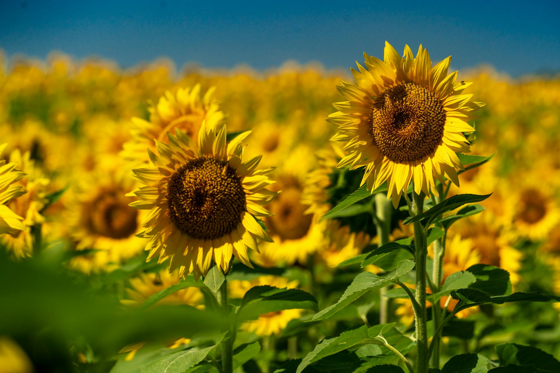 Sunflower Oil