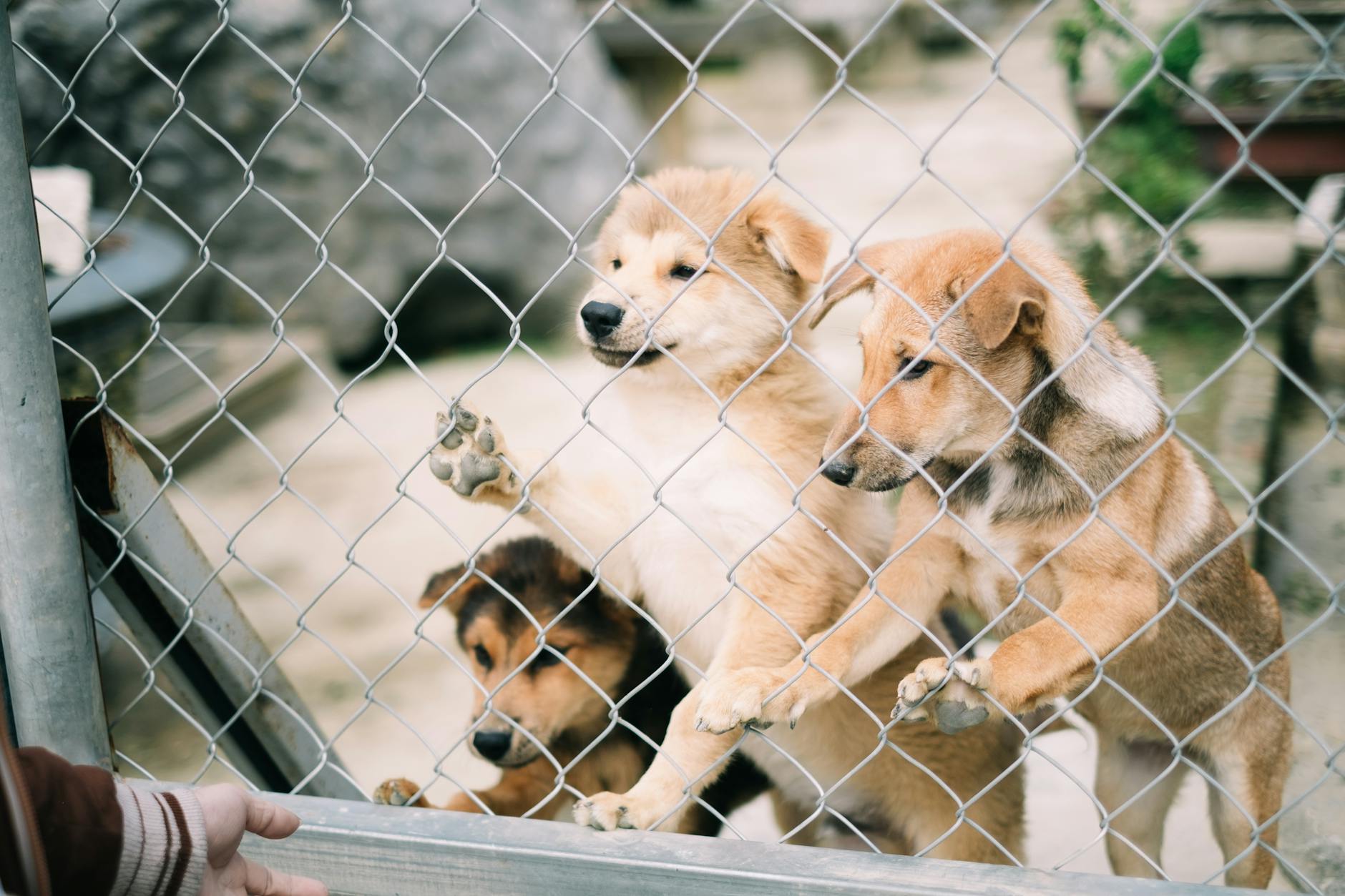 Overcrowded Kennels pets