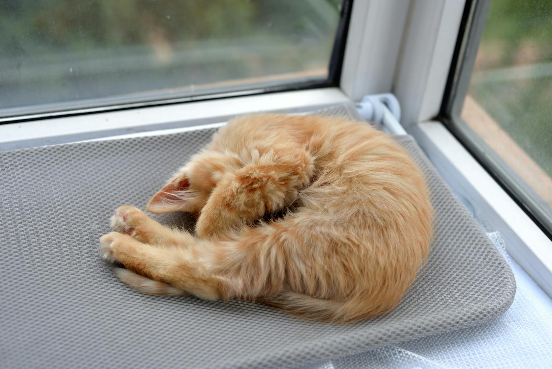 Window Perch Pet Care