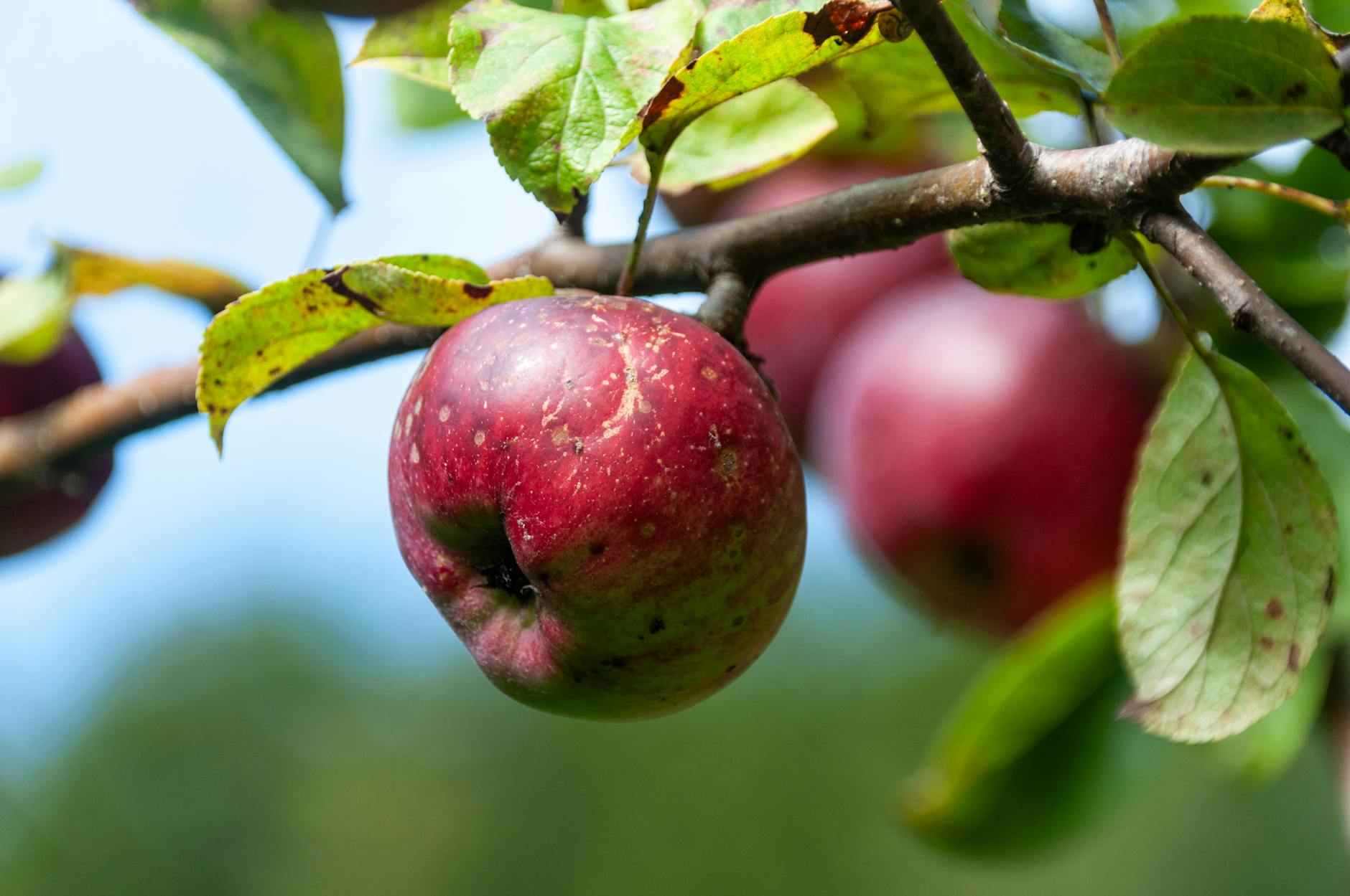 Apple Cider Vinegar Bath