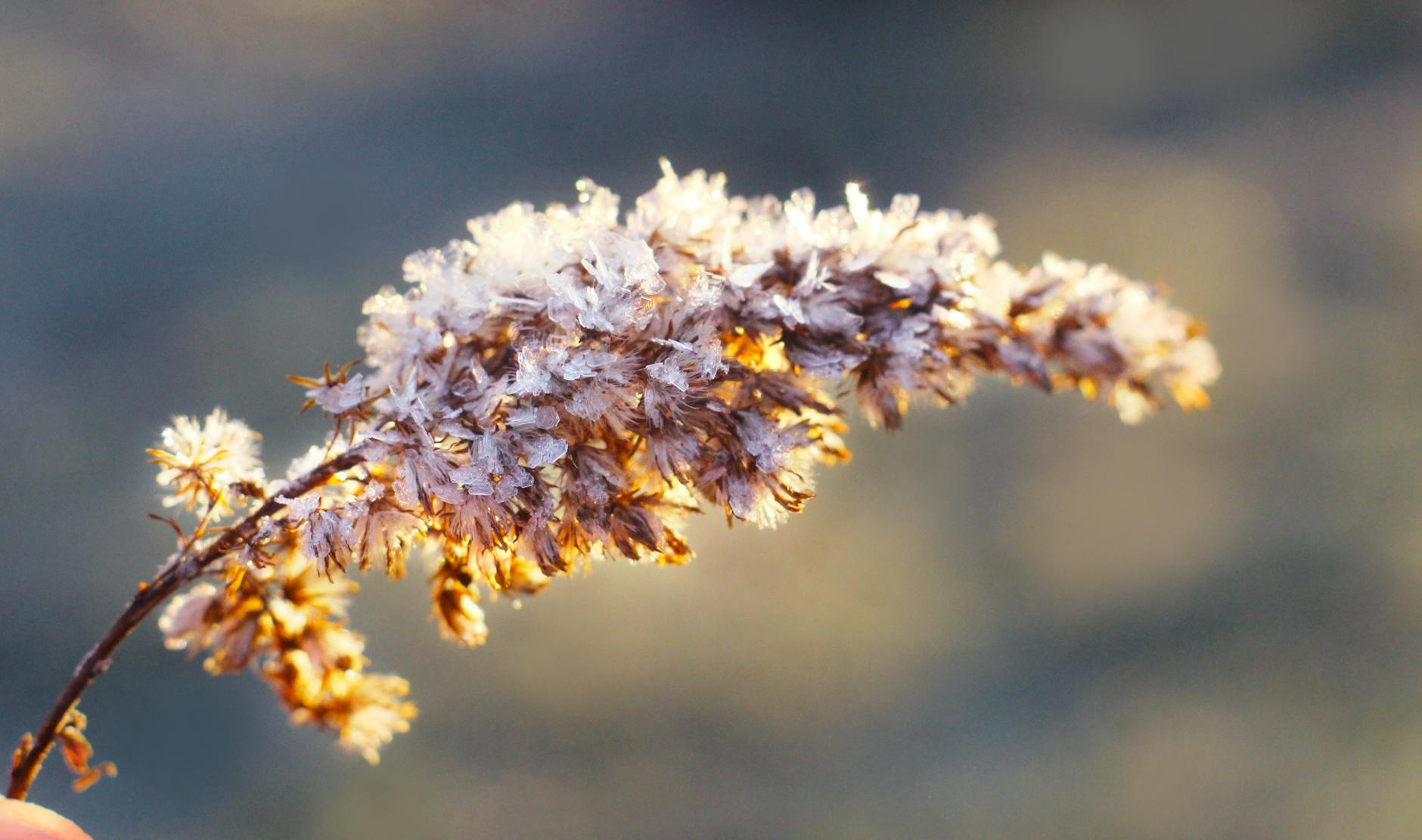 Winter Interest Plants