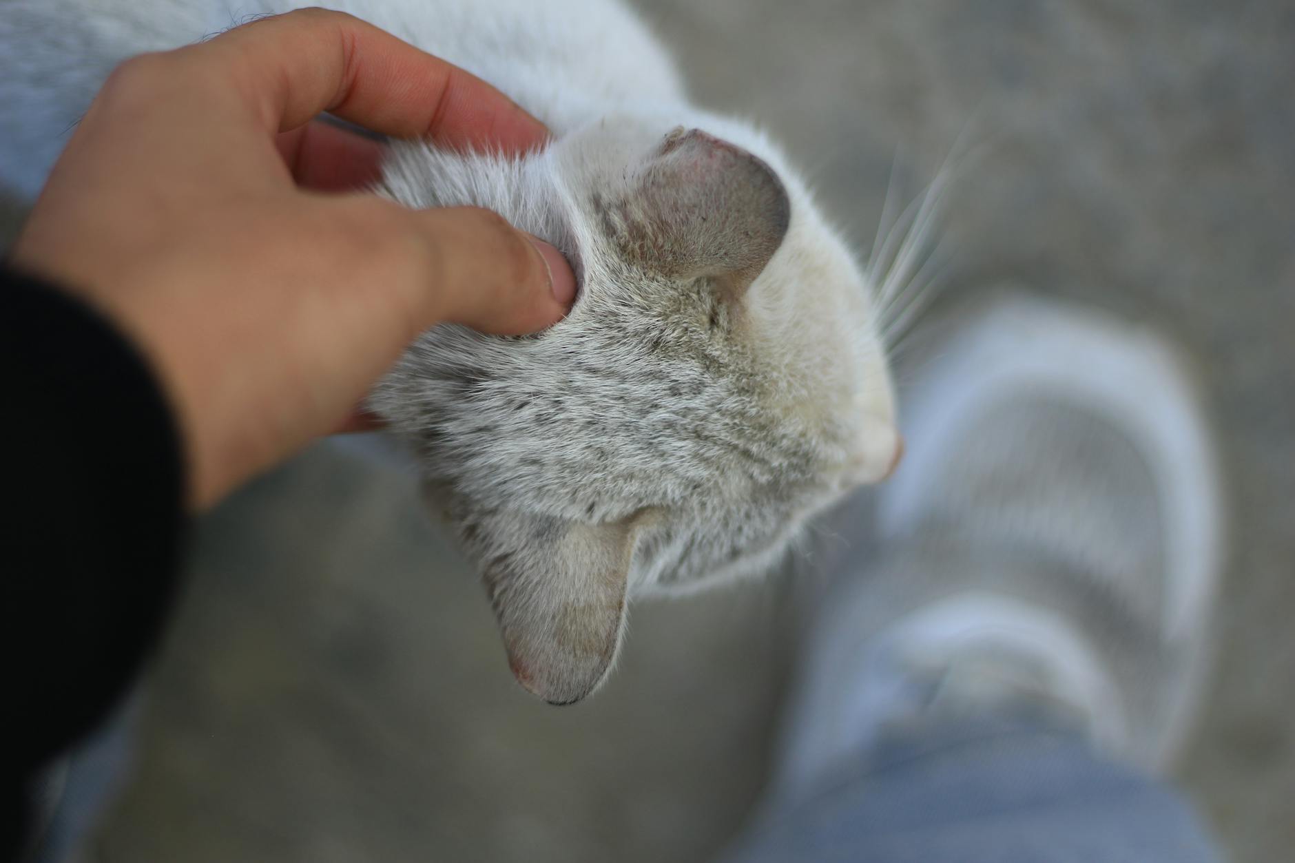 Touch Pausing Pet Care