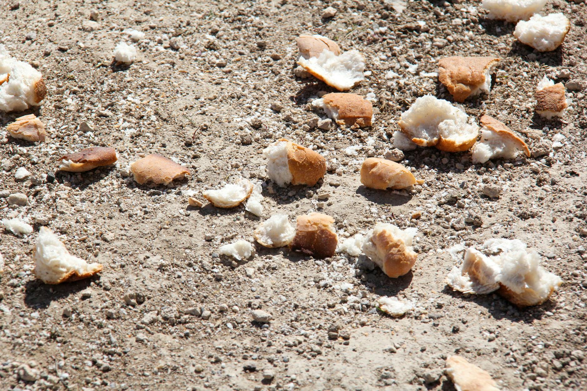 No Discard Protocols Old Bread