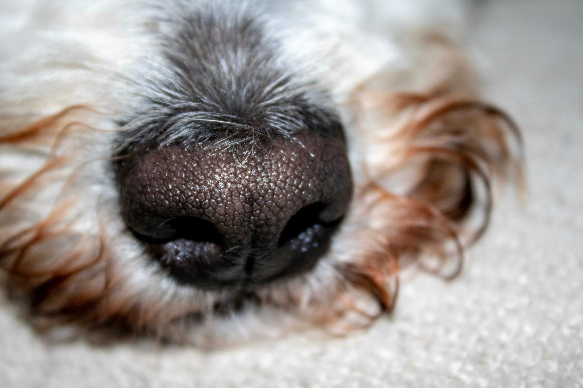 Scent Swapping Pet Care