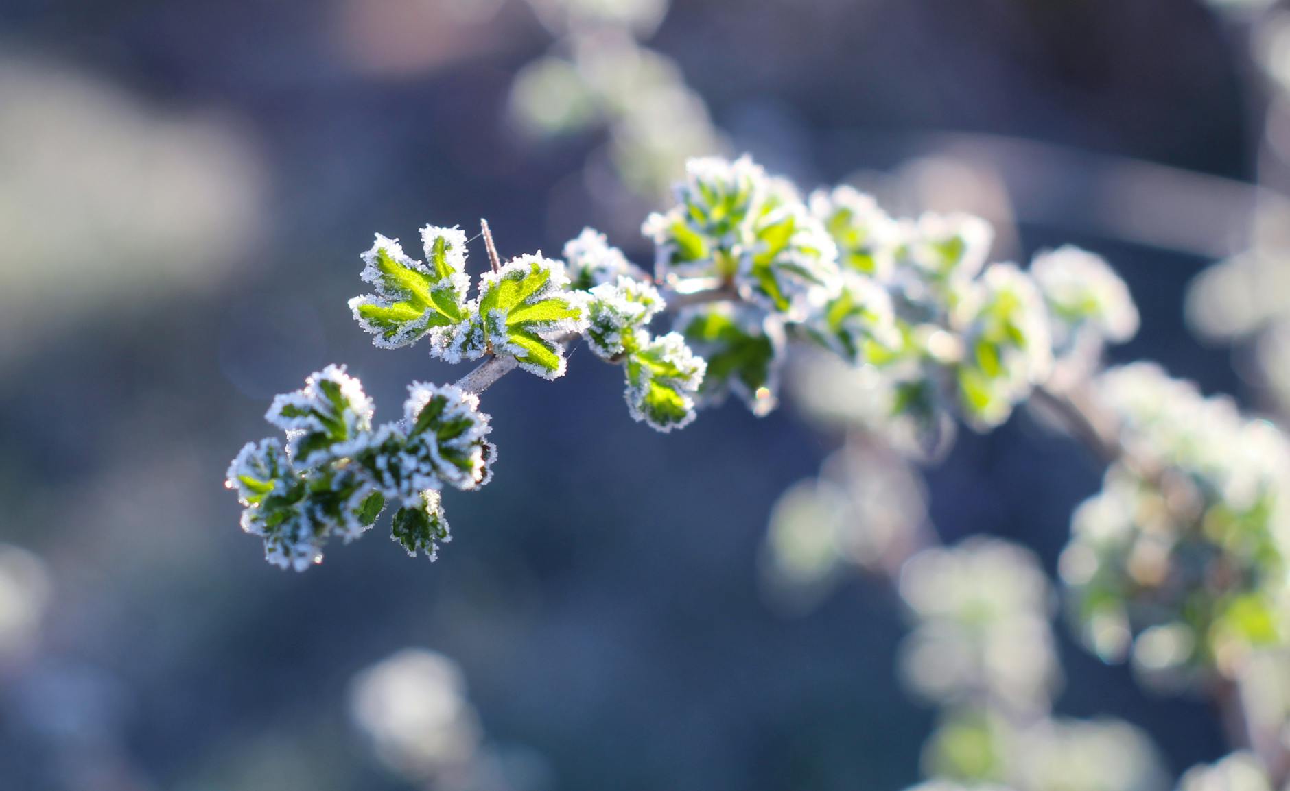 Seasonal Timing Plants
