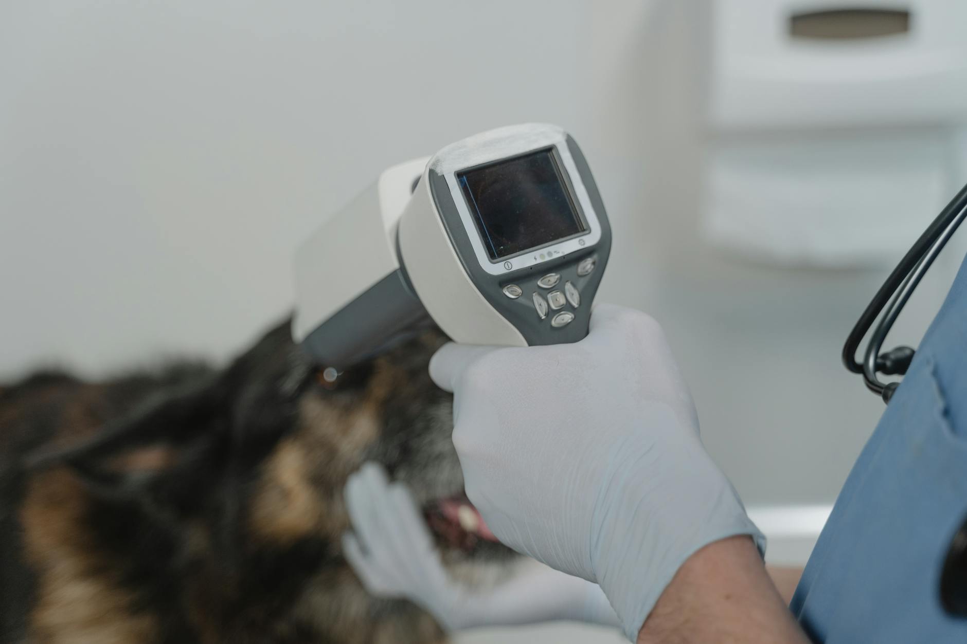 Urinalysis Veterinarian