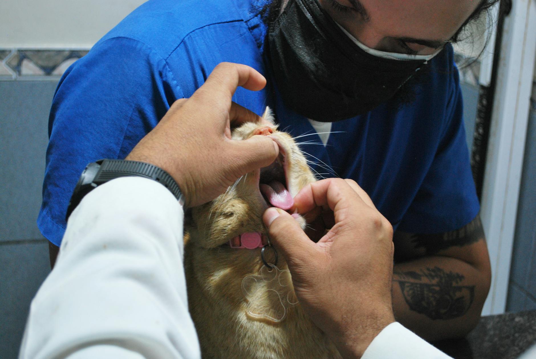 Dental Cleanings Veterinarian