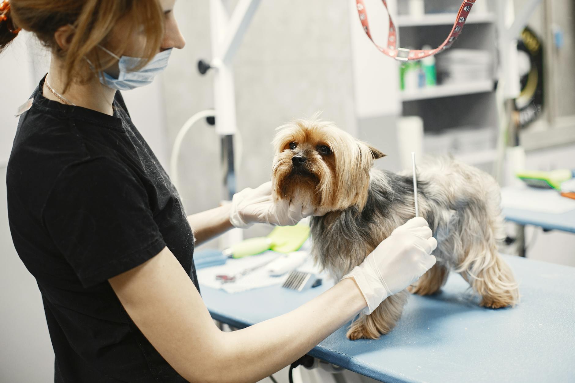 Allergy Testing Veterinarian