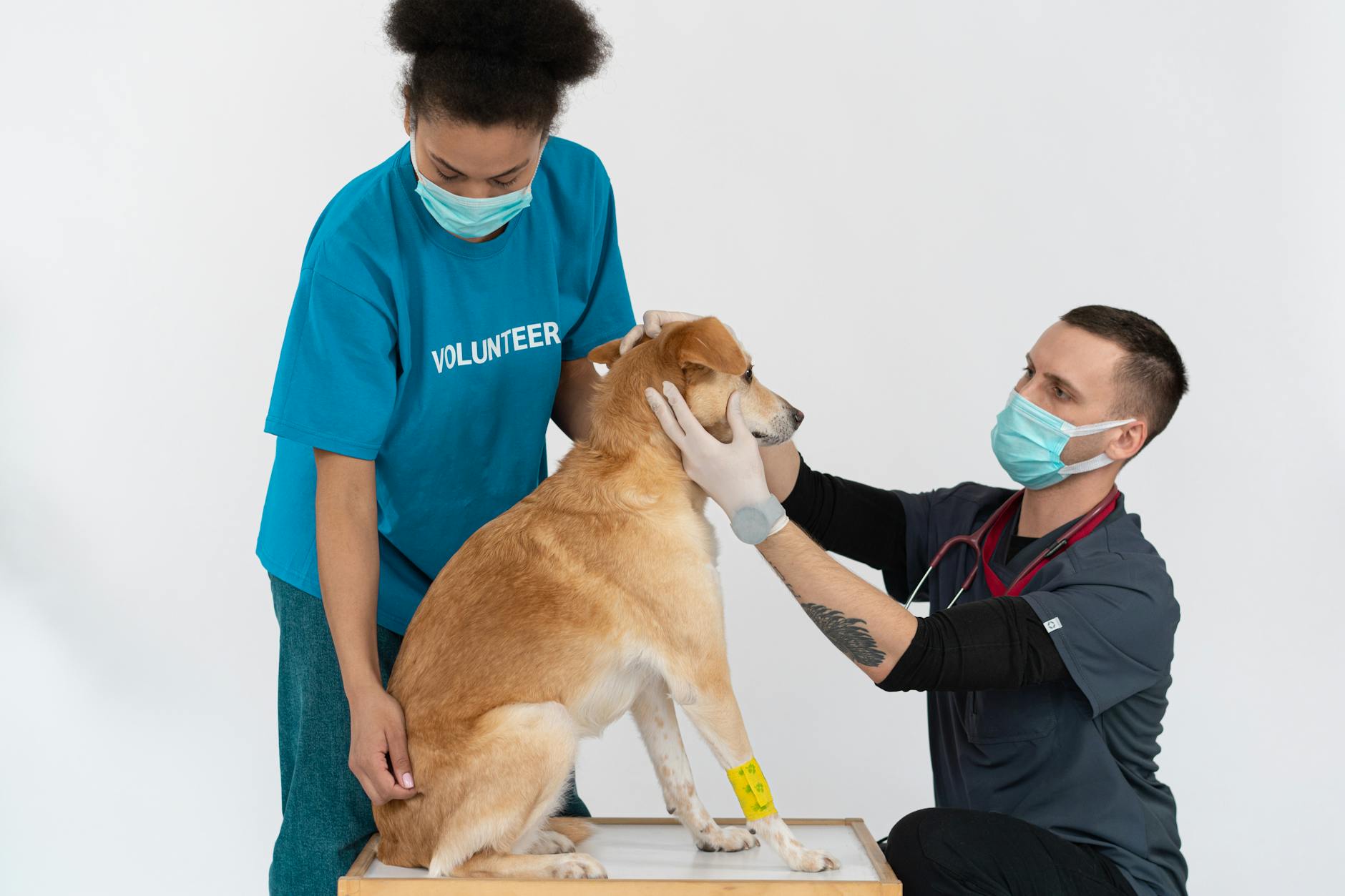 Behavioral Medications Veterinarian