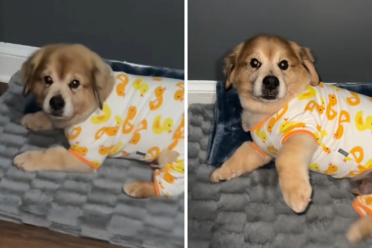 A Dog Owner Shocks the Internet After Revealing His True Age: “Forever Puppy”