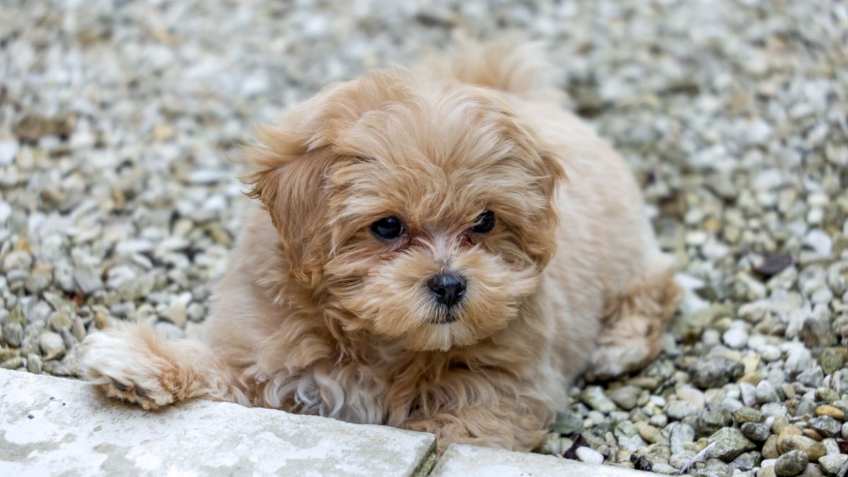 Bringing Home a New Pet Common Mistakes New Owners Often Make