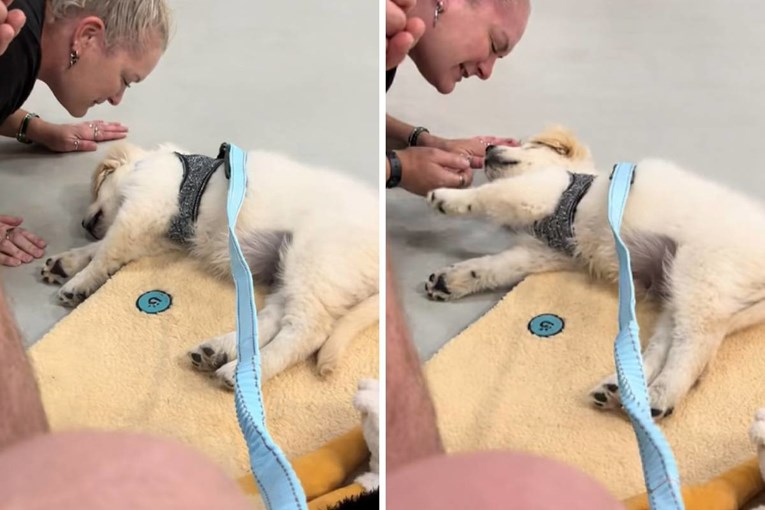 Puppy Golden Retriever Sleeps Through Entire Training Course and the Video Has Melted Hearts Everywhere